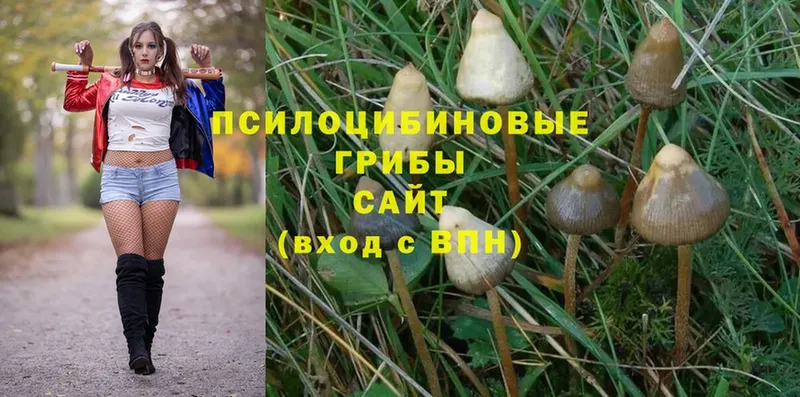 Псилоцибиновые грибы Psilocybine cubensis Кашин